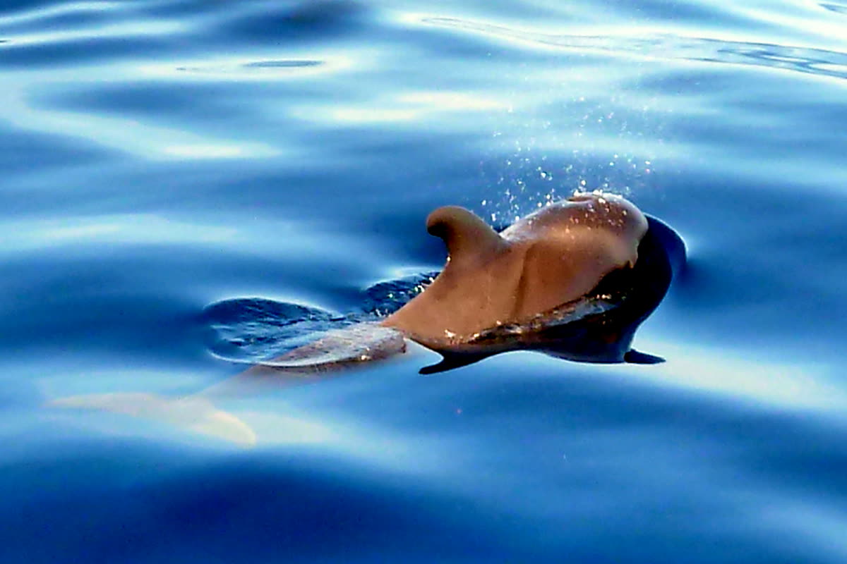 Excursiones en Tenerife