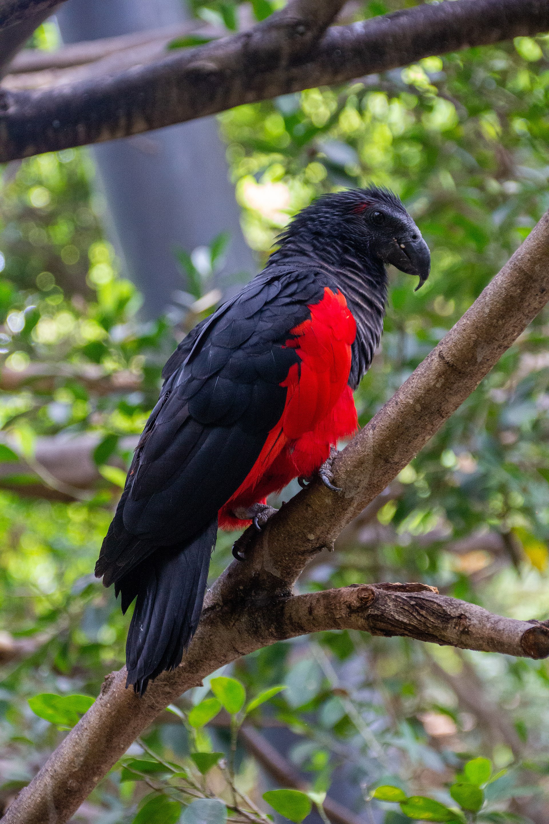 Loro Parque aventura familiar